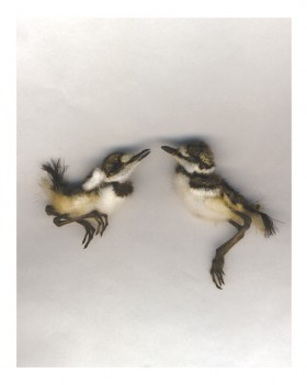Souls Series, Killdeer