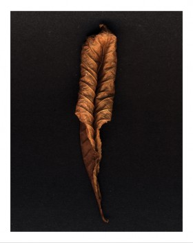 Souls Series, Leaf