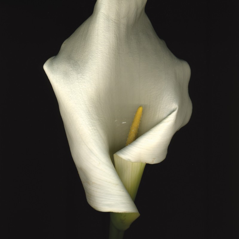 Artwork 11.01.09 Calla Lilly from Silent Witness Series