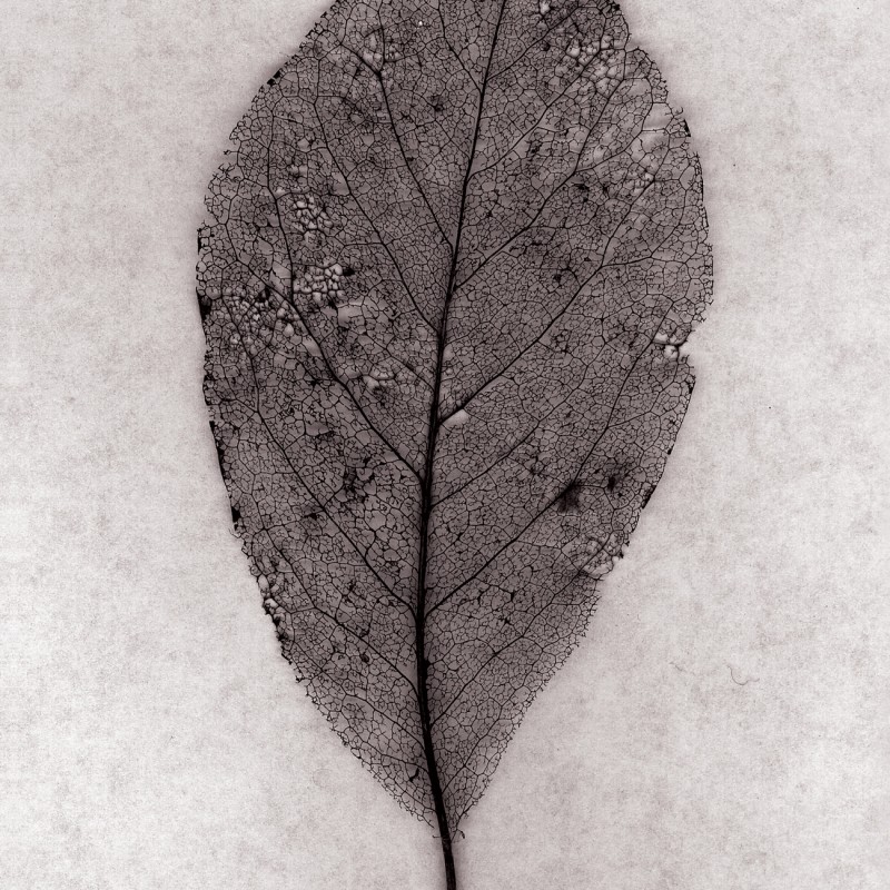 Artwork Leaf Lace from Souls Series