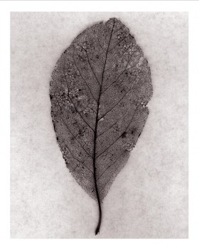 Souls Series, Leaf Lace